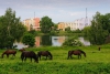 STUDY VETERINARY MEDICINE IN OLSZTYN