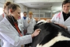 STUDY VETERINARY MEDICINE IN OLSZTYN