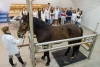 STUDY VETERINARY MEDICINE IN OLSZTYN