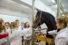 STUDY VETERINARY MEDICINE IN OLSZTYN