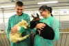 STUDY VETERINARY MEDICINE IN OLSZTYN